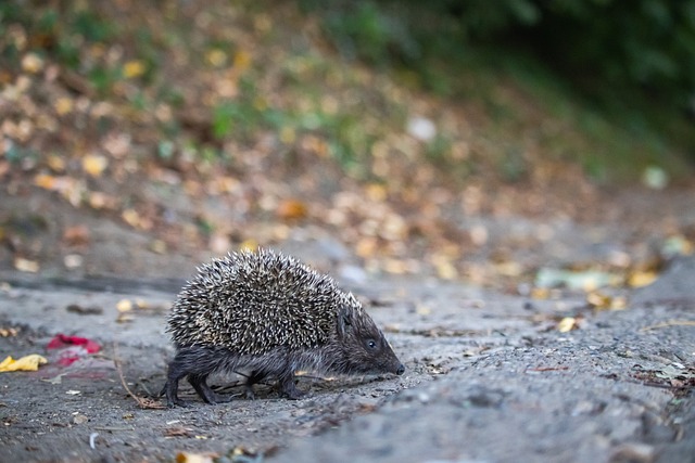 军联赛梦想 军联赛梦想