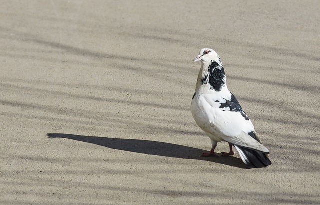 葡萄牙本菲